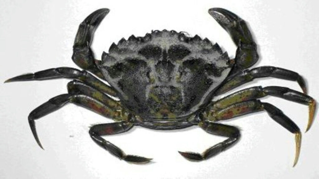 The green crab is considered one of the most invasive species in the marine environment. It has few predators, aggressively hunts and eats its prey, destroys seagrass, and outcompetes local species for food and habitat. It has been documented that green crab devour juvenile king crab as well as juvenile salmon. Photo courtesy of Fisheries and Oceans Canada